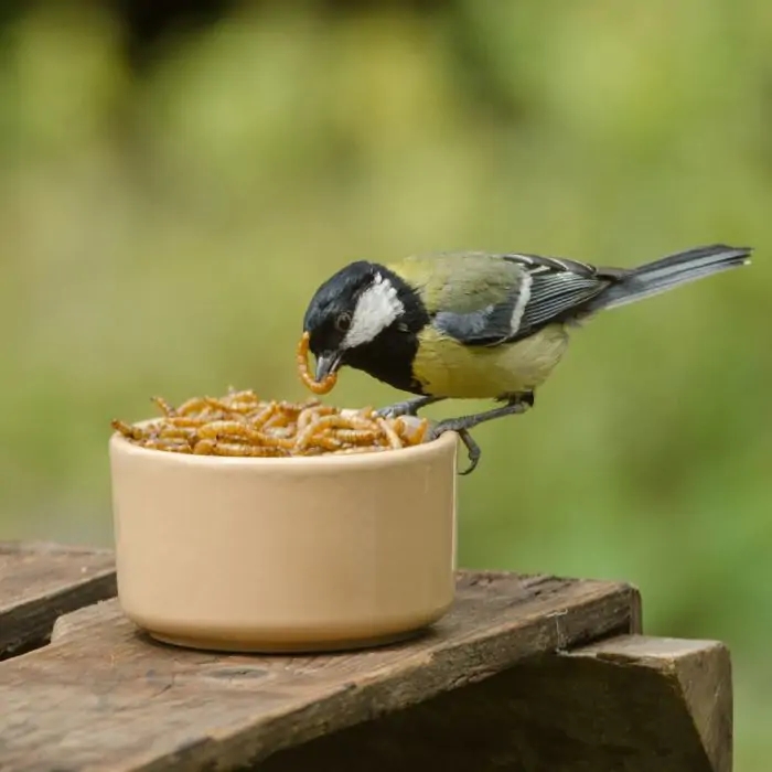 About Our Live Mealworms