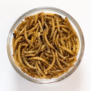 100% All Natural Meal Worms for Your Pets’ Well-being