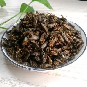 Dried Crickets——Eco-Friendly Protein Source