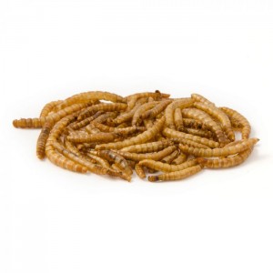 Dpat Queen Natural Dried Mealworms 283g