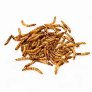 Dpat Queen Natural Dried Mealworms 850g