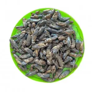 Discover the Health Benefits of Our Crunchy Dried Crickets