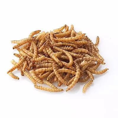 mealworms