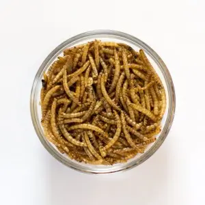 Factory Directly supply Dried Mealworm in Bulk for Wild Bird 10 Kg