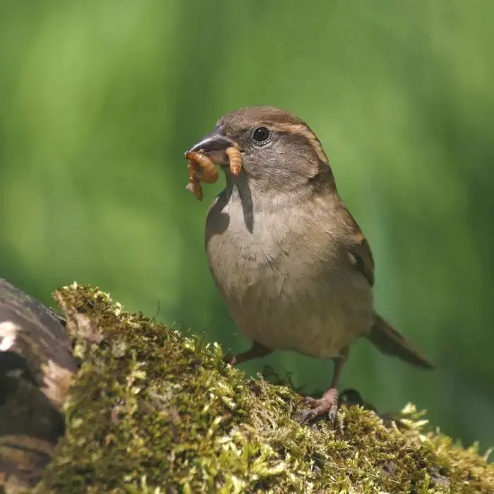 Why Choose Mealworm?