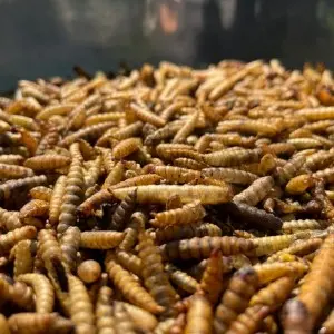 Calcium worms provide your pet with nutritious and sustainable feed options