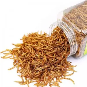 Dried Mealworms