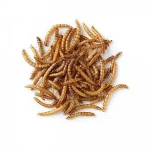 Dried mealworms Mealworms for Sale
