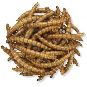Dried Mealworms